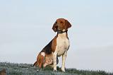 BEAGLE HARRIER 002